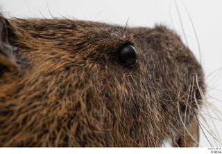 Nutria eye 0004.jpg